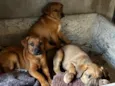 Trio de caramelos 