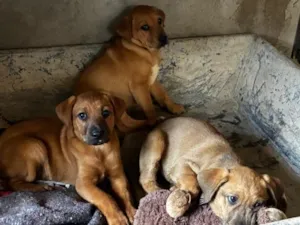 Cachorro raça SRD-ViraLata idade 2 a 6 meses nome Trio de caramelos 