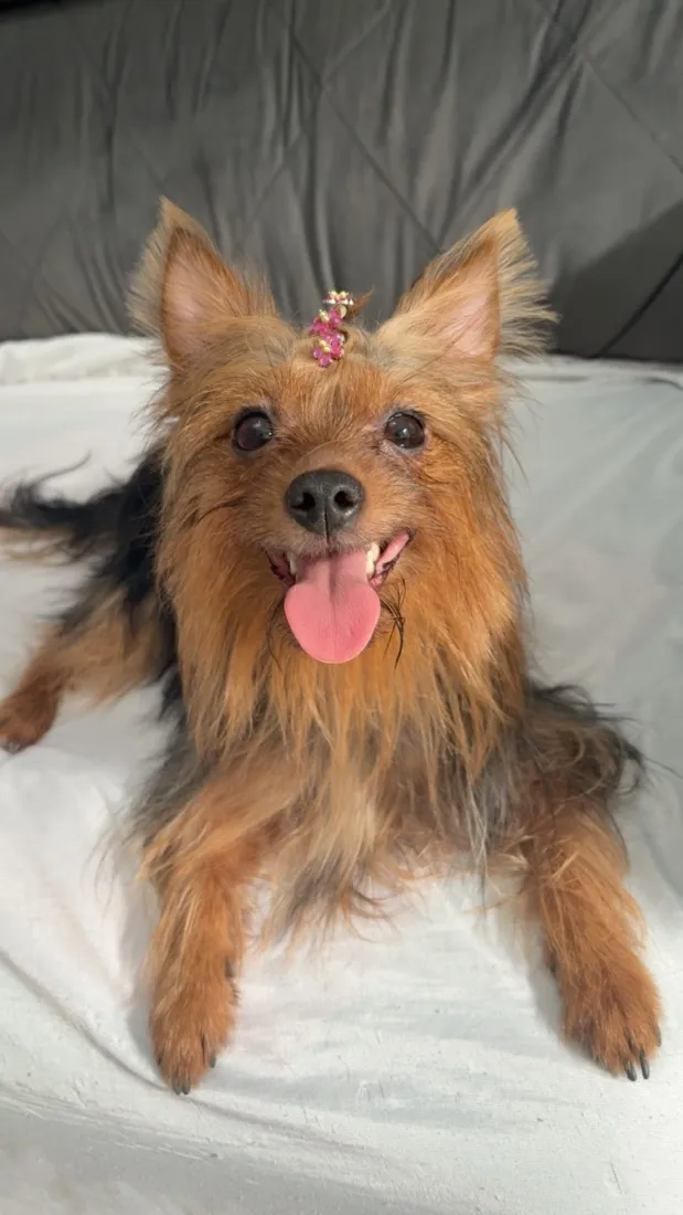 Cachorro raça Yorkshire idade 2 anos nome Luna