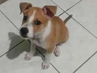 Cachorro raça SRD-ViraLata idade 2 a 6 meses nome Lua