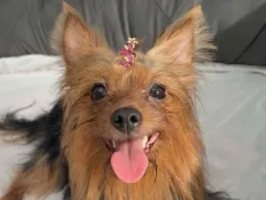 Cachorro raça Yorkshire idade 2 anos nome Luna