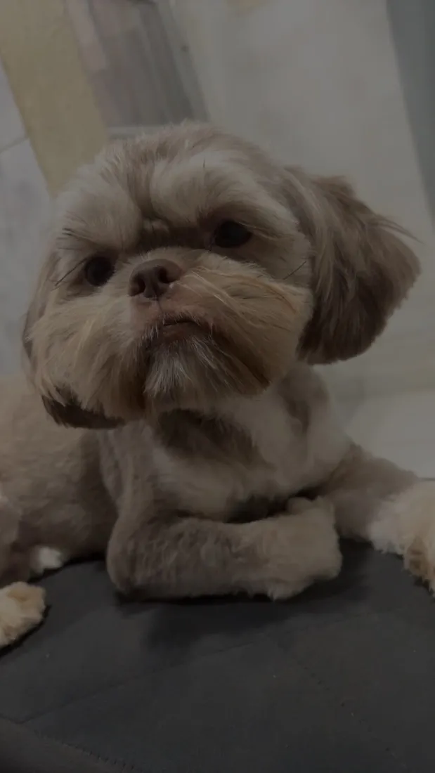 Cachorro raça Shitzu idade 2 anos nome Chocolate