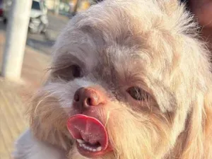 Cachorro raça Shitzu idade 2 anos nome Chocolate