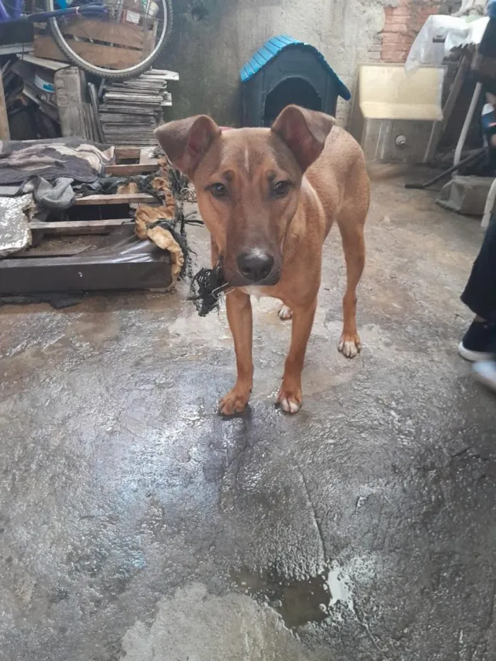 Cachorro raça SRD-ViraLata idade 2 anos nome erculis