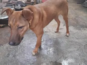 Cachorro raça SRD-ViraLata idade 2 anos nome erculis