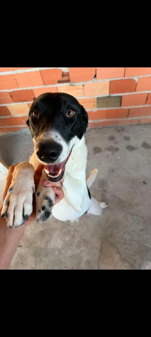 Cachorro raça SRD-ViraLata idade 1 ano nome Luna