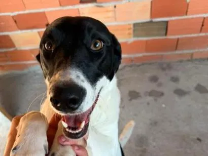 Cachorro raça SRD-ViraLata idade 1 ano nome Luna