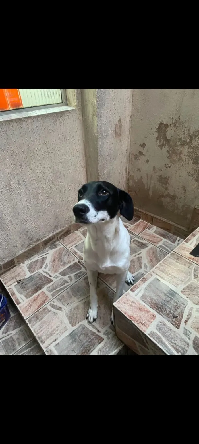 Cachorro raça SRD-ViraLata idade 1 ano nome Luna