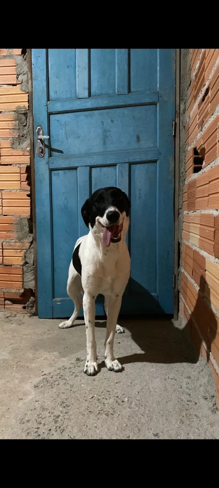 Cachorro raça SRD-ViraLata idade 1 ano nome Luna