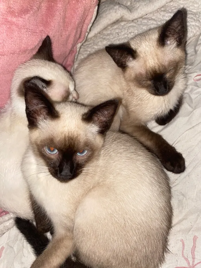 Gato raça Siamês idade 2 a 6 meses nome Sem nome 