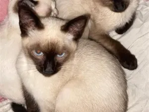 Gato raça Siamês idade 2 a 6 meses nome Sem nome 