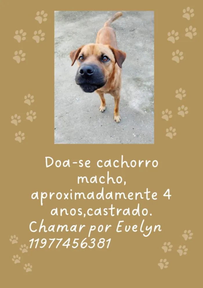Cachorro raça SRD-ViraLata idade 4 anos nome jake