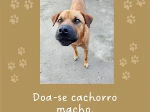 Cachorro raça SRD-ViraLata idade 4 anos nome jake