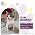 Ivi