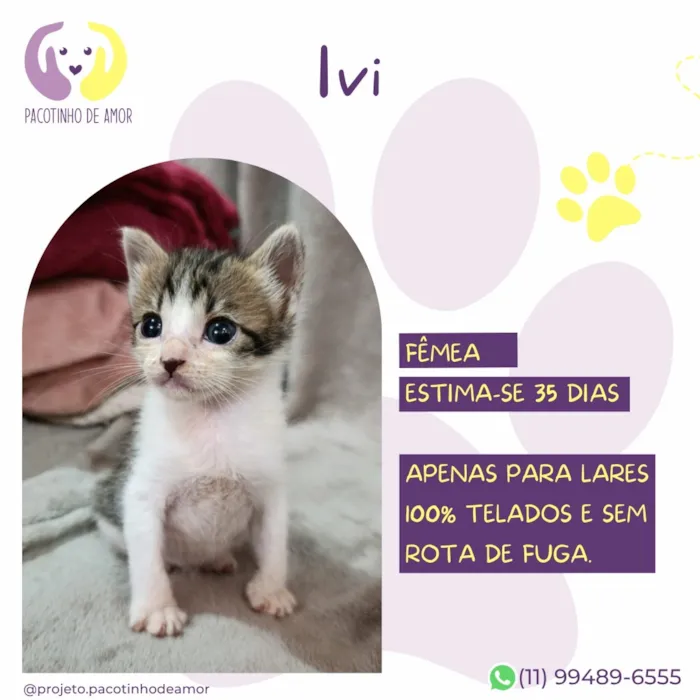 Gato raça SRD-ViraLata idade Abaixo de 2 meses nome Ivi