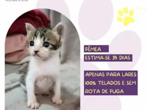 Gato raça SRD-ViraLata idade Abaixo de 2 meses nome Ivi