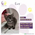 Eve