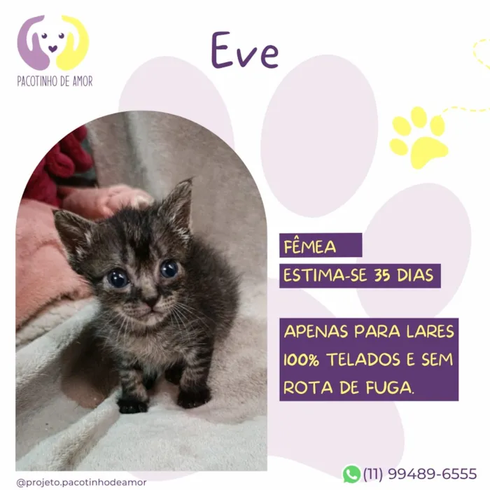 Gato raça SRD-ViraLata idade Abaixo de 2 meses nome Eve
