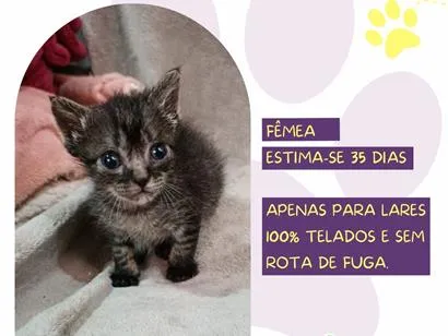 Gato raça SRD-ViraLata idade Abaixo de 2 meses nome Eve