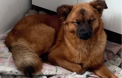 Cachorro raça SRD-ViraLata idade 7 a 11 meses nome Maya