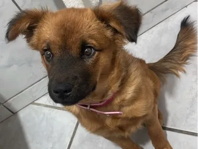 Cachorro raça SRD-ViraLata idade 7 a 11 meses nome Maya