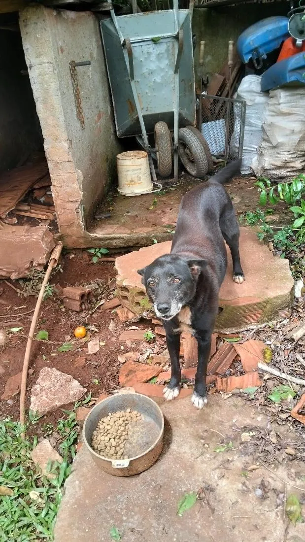 Cachorro raça SRD-ViraLata idade 6 ou mais anos nome Tobias