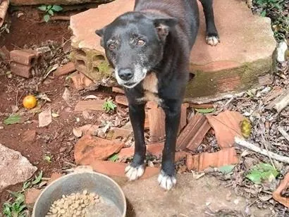 Cachorro raça SRD-ViraLata idade 6 ou mais anos nome Tobias