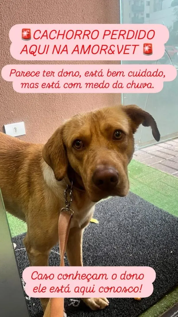 Cachorro raça SRD-ViraLata idade 2 anos nome Caramelo