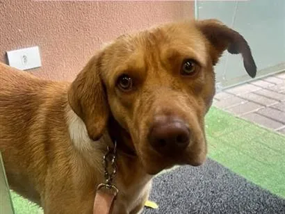 Cachorro raça SRD-ViraLata idade 2 anos nome Caramelo