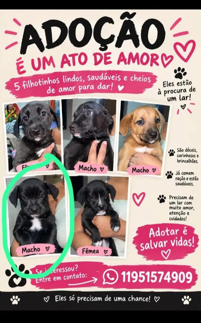 Cachorro raça SRD-ViraLata idade 2 a 6 meses nome caramelo cinco dedos fofinho Minnie mouse