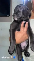caramelo cinco dedos fofinho Minnie mouse