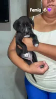 caramelo cinco dedos fofinho Minnie mouse