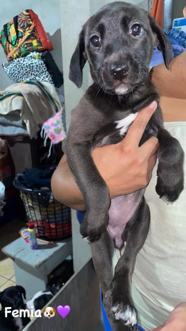 Cachorro raça SRD-ViraLata idade 2 a 6 meses nome caramelo cinco dedos fofinho Minnie mouse