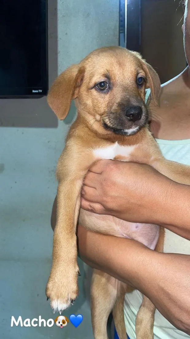 Cachorro raça SRD-ViraLata idade 2 a 6 meses nome caramelo cinco dedos fofinho Minnie mouse