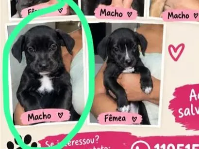 Cachorro raça SRD-ViraLata idade 2 a 6 meses nome caramelo cinco dedos fofinho Minnie mouse