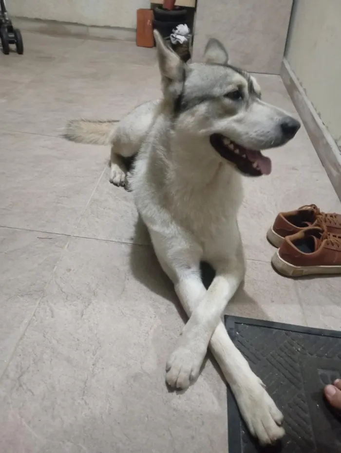 Cachorro raça SRD-ViraLata idade 2 anos nome Gandalf 