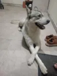 Gandalf