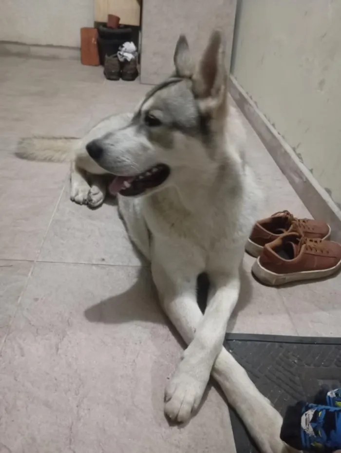 Cachorro raça SRD-ViraLata idade 2 anos nome Gandalf 