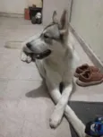 Gandalf