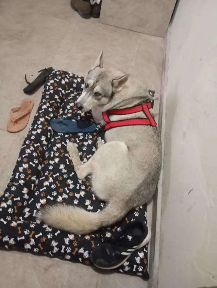 Cachorro raça SRD-ViraLata idade 2 anos nome Gandalf 