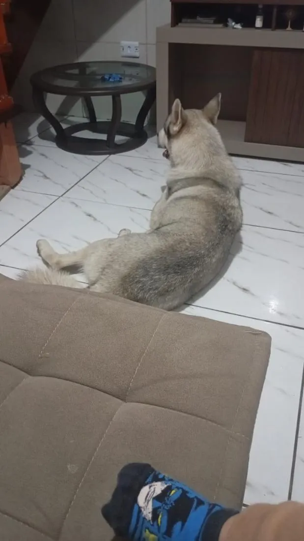 Cachorro raça SRD-ViraLata idade 2 anos nome Gandalf 