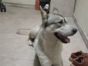 Cachorro raça SRD-ViraLata idade 2 anos nome Gandalf 