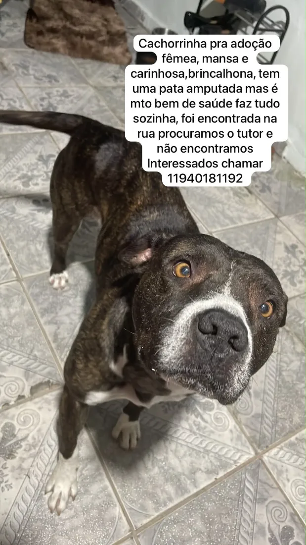 Cachorro raça Pit-Bull idade 3 anos nome Não sei foi encontrada na rua 