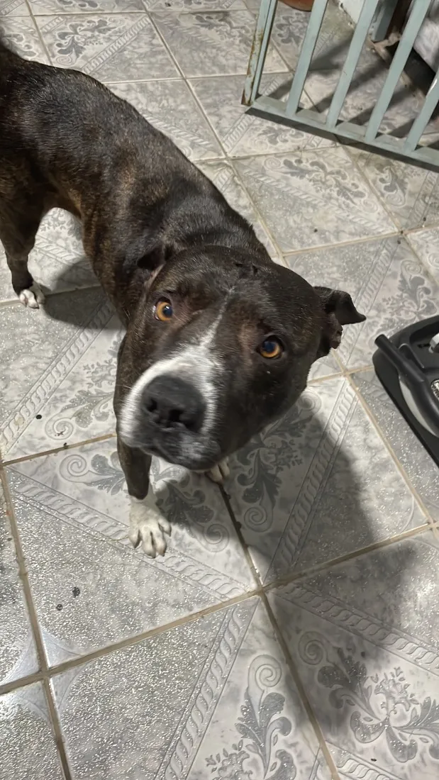 Cachorro raça Pit-Bull idade 3 anos nome Não sei foi encontrada na rua 