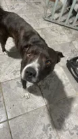 Não sei foi encontrada na rua