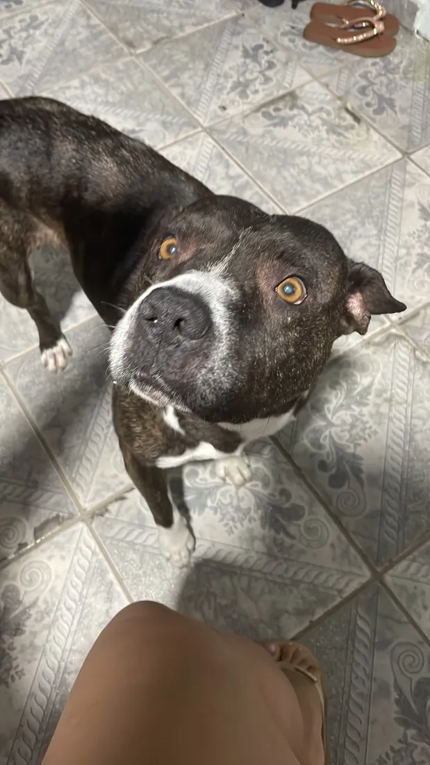 Cachorro raça Pit-Bull idade 3 anos nome Não sei foi encontrada na rua 