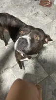 Não sei foi encontrada na rua