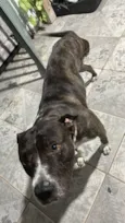 Não sei foi encontrada na rua 