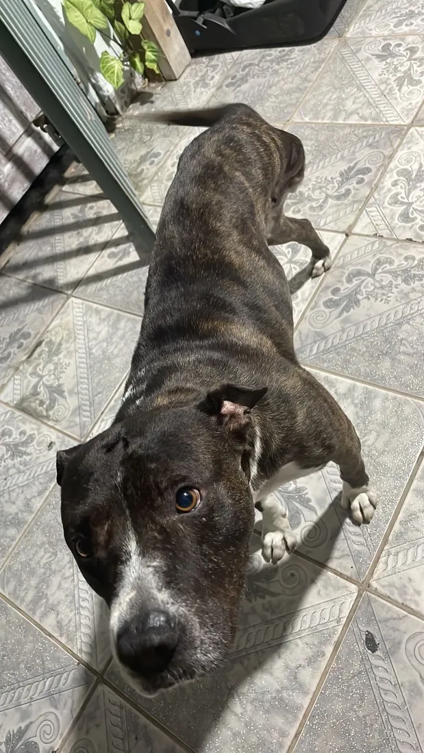 Cachorro raça Pit-Bull idade 3 anos nome Não sei foi encontrada na rua 