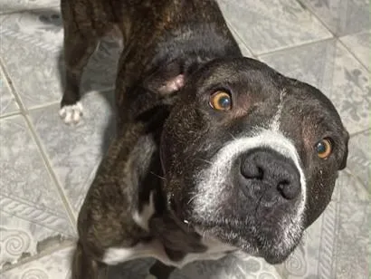 Cachorro raça Pit-Bull idade 3 anos nome Não sei foi encontrada na rua 